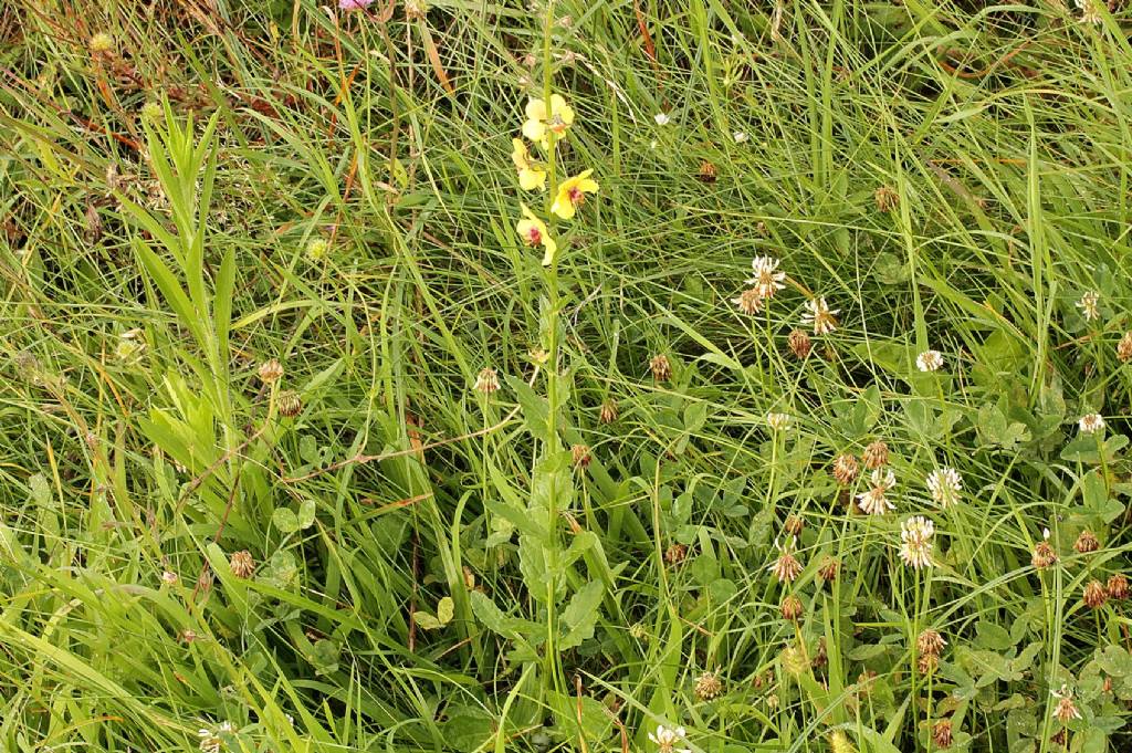 Verbascum blattaria / Verbasco polline